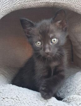 Baby Katze - Großkrotzenburg