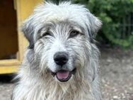 Liam möchte gesehen werden 🐾 - Elsdorf (Nordrhein-Westfalen)