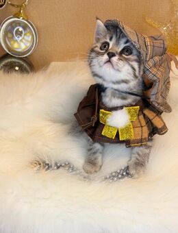 Britisch Kurzhaar Kitten – 2x Schätzchen warten auf ihr Traumzuhause - Erlangen