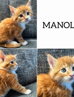Süße reinrassige Maine Coon-MANOLO - Dürmentingen