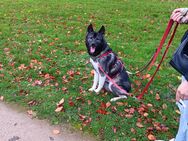 American Akita/Husky mix - Mönchengladbach