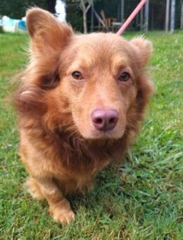 RUDI - Herrchen verstorben....... - Kempen