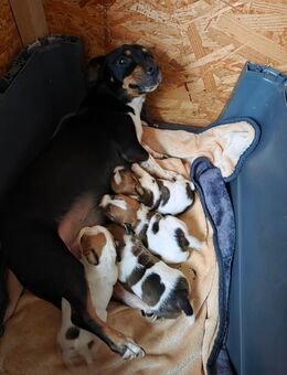 Jack Russel Terrier Welpen - Raddestorf