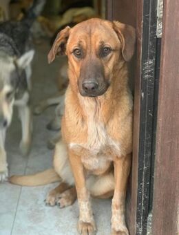 Sanfte Amika sucht ihre Pflegeeltern - Celle