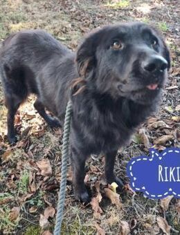 Riki ein wunderhübscher Rüde - Flörsheim-Dalsheim