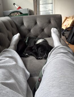 Welpe Miró sucht ein für-immer Zuhause - Langenhagen