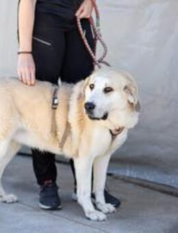 Lina sucht ihr Für-immer-Zuhause - München