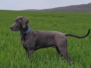Deckrüde Weimaraner - Aerzen