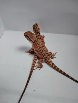 Cawley red mix Babys abzugeben - Gotha