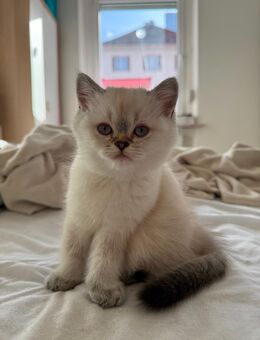 Britisch Kurzhaar (Blue Point / Silver Shaded) – süßes Mädchen sucht neues Zuhause - Bamberg