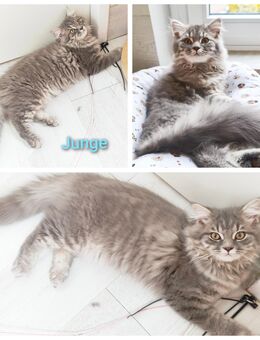 BKH/Blh Kitten Abgabebereit - Wuppertal