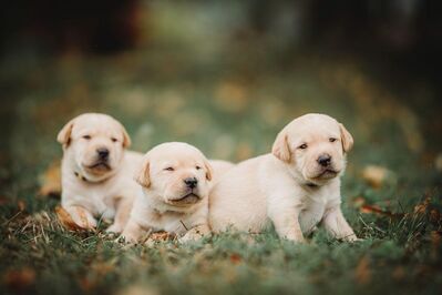 Labrador Welpen reinrassig (gelb-dunkelblond)