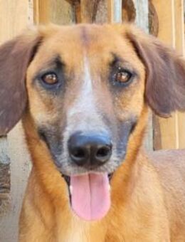 Amigo möchte endlich seine Koffer packen - Hamburg