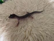 Leopardgecko Mack Supersnow 0.1 - Marburg