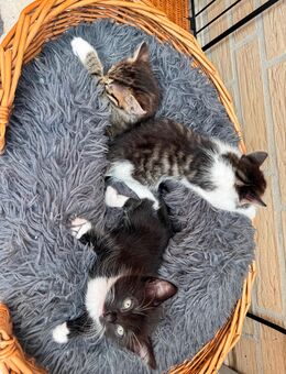 Kitten suchen ein liebevolles Zuhause - Rühen