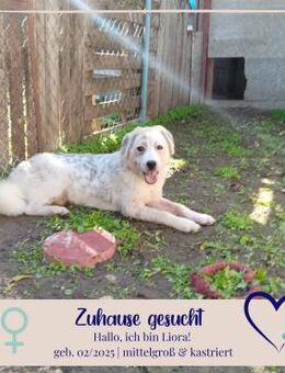 Liora - wer gibt ihr ein Zuhause - Philippsburg
