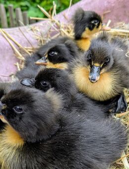 Landente mit Haube, Küken! - Teutschenthal