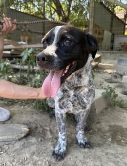 Rocky - will raus aus dem Tierheim! - Köln