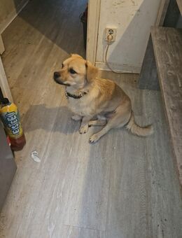 Junger Rude sucht - Hamburg