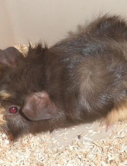 div .Meerschweinchen abzugeben - Wasbek