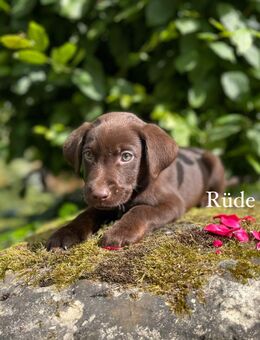 Wunderschöne braune Labrador Welpen, sind auszugsbereit - Waldeck (Hessen)
