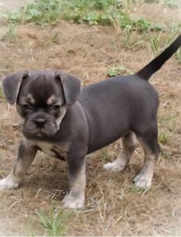 Französische Bulldoggen Welpen mit Rute und Nase (Frengle) dürfen ausziehen - Grünberg