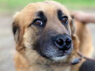 Hundedame KORA - Gefrees