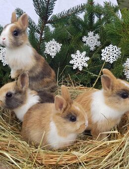 Zahme junge Zwergkaninchen Außenhaltung, Farbenzwerge, Zwergwidder Minilop, Löwenköpfchen - Kitzingen