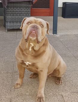 Old English Bulldog mit ZTP in lilac Deckrüde - Halberstadt