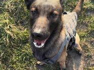 Belgischer Schäferhund - Halberstadt