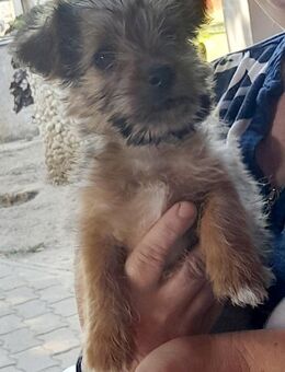 💛 Rudi kleiner Yorkshire Terrier - Kassel