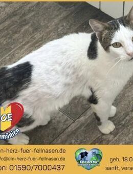 Schmusemaus Zoe wartet auf Dich! - Waakirchen