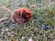 Junge Meerschweinchenmännchen Böckchen abzugeben - Reisbach