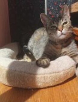 Die freundliche Naddel sucht ein Zuhause - München