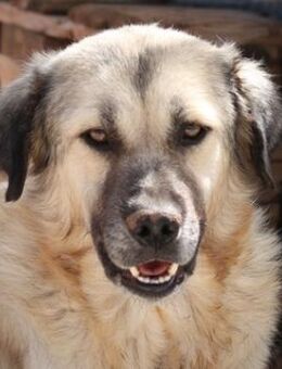 Baxter, geb. ca. 05/2021, lebt in GR - Euskirchen