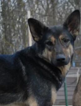 Schüchterner, sensibler Emil - Kallmünz