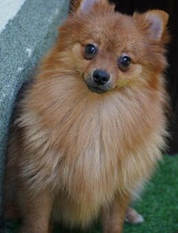 Nico SR - Kleiner Schatz sucht Liebe! - Neustadt (Rübenberge)