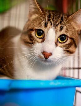 Kater Verdi - mit Charakter - Bochum