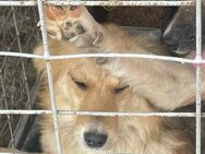 Maddy sucht ein liebevolles Zuhause - Blankenheim (Nordrhein-Westfalen)