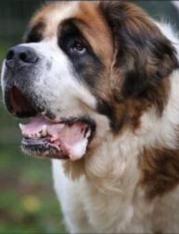 Oskar und Mia suchen ein Zuhause - Pirmasens