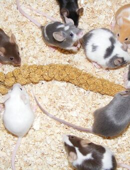 Farbmäuse, Maus, Mäuse, Farbmaus, Jungtiere - Elsdorf (Nordrhein-Westfalen)