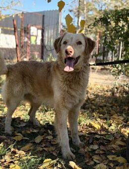 Habib - dringend Zuhause gesucht! - Köln