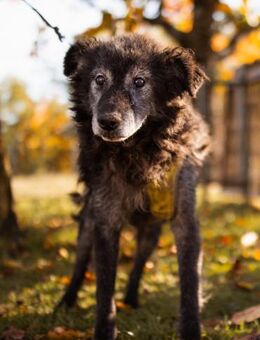 OldBoy ♥Billy♥ Senior sucht Treue&Liebe - Hamburg