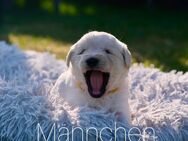 Labradoodle Welpen in drei Wochen abgabebereit - Marienheide