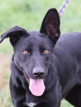 Heidi - gelehrig & freundlich - Lohmar