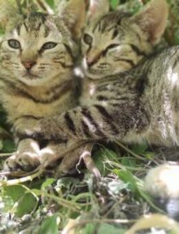 Milly, Mara und Mila aus dem Tierschutz - Grevenbroich