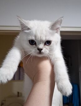Bkh Kätzchen babykatzen Kittys - Nürnberg
