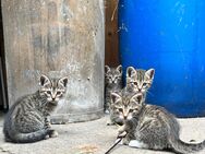 Katze Kater Kitten - Britz