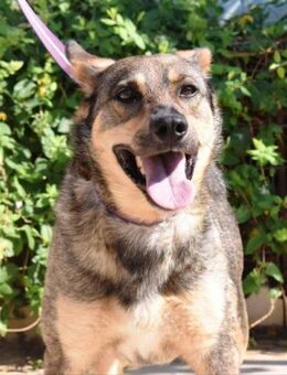 Buddy und Dana hängen sehr aneinander - Laatzen