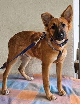 Mimo im Tierheim Sulzbach - Bad Vilbel